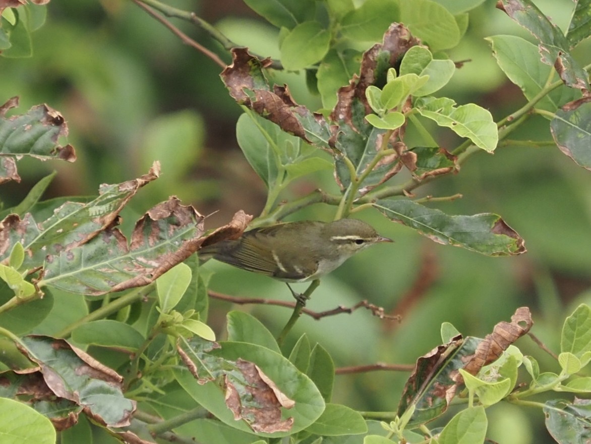 黃眉柳鶯 - ML644576078