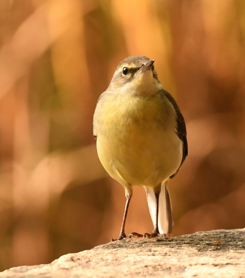 灰鶺鴒 - ML644576079