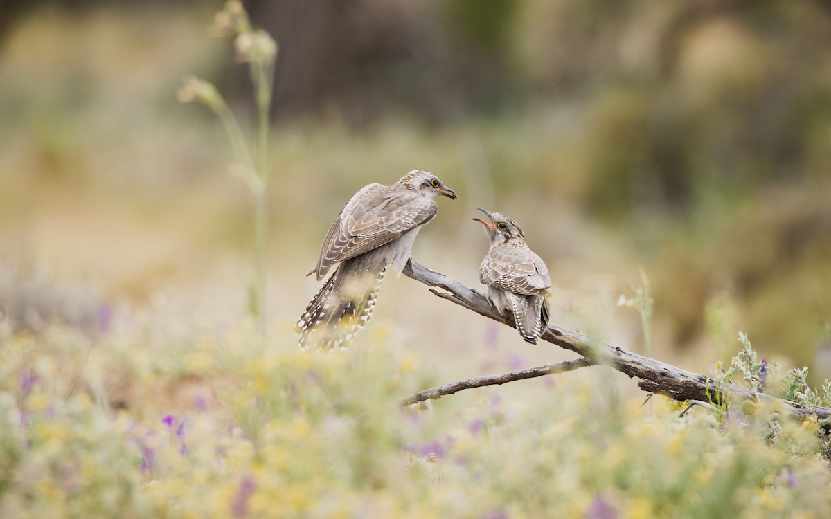 Pallid Cuckoo - ML644576080