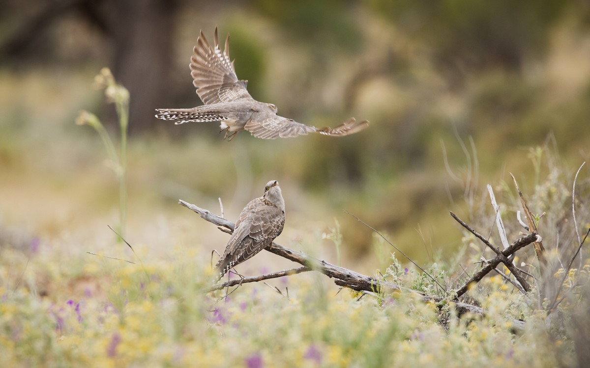 Pallid Cuckoo - ML644576081