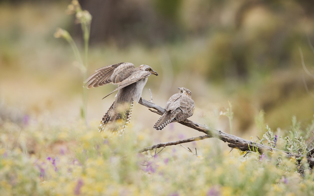 Pallid Cuckoo - ML644576082