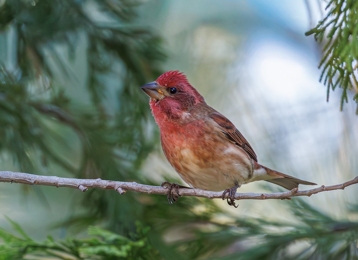 Purple Finch - ML644576083
