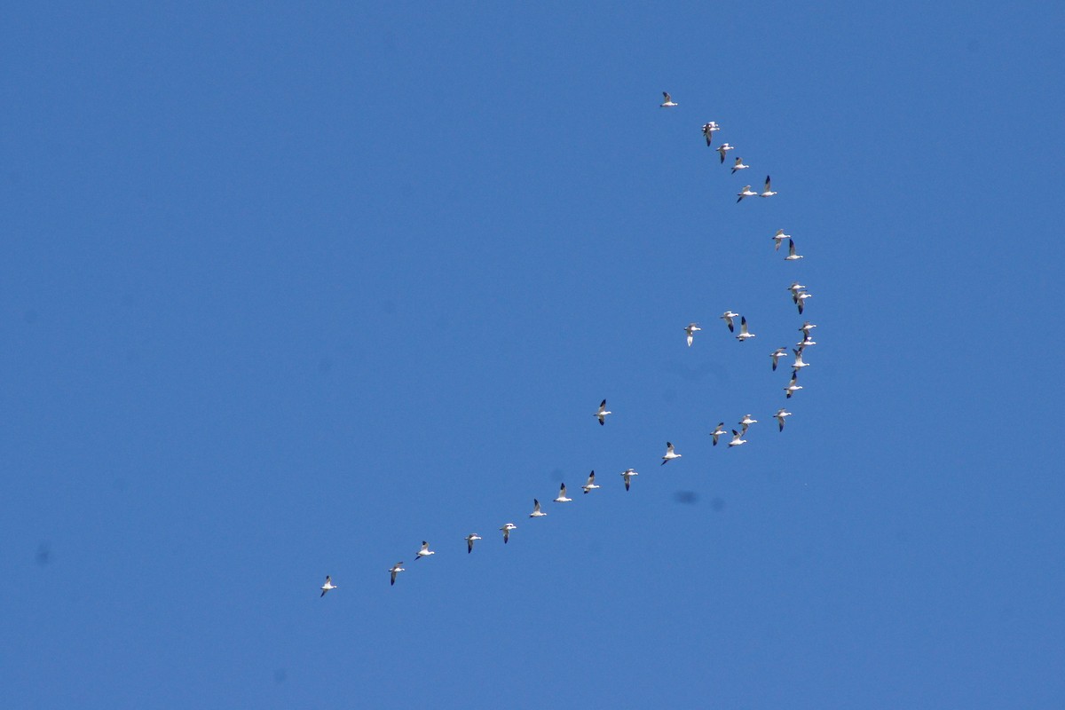 Oie des neiges - ML644576084