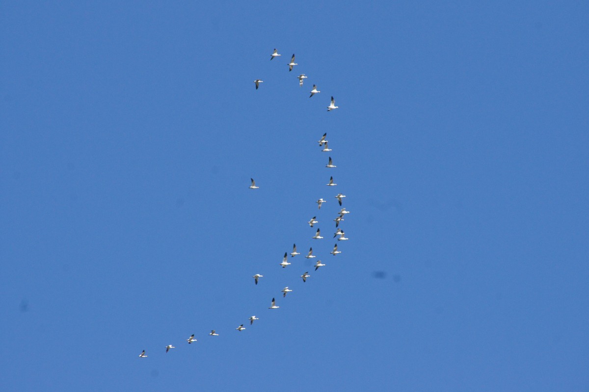 Oie des neiges - ML644576085