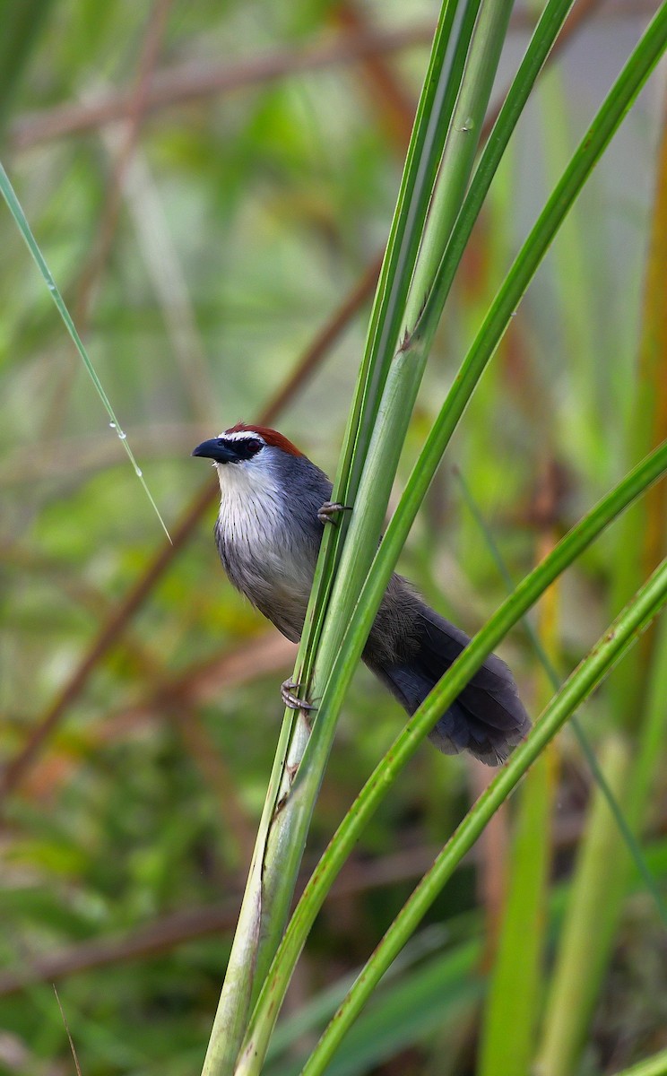 Chestnut-capped Babbler - ML644576086
