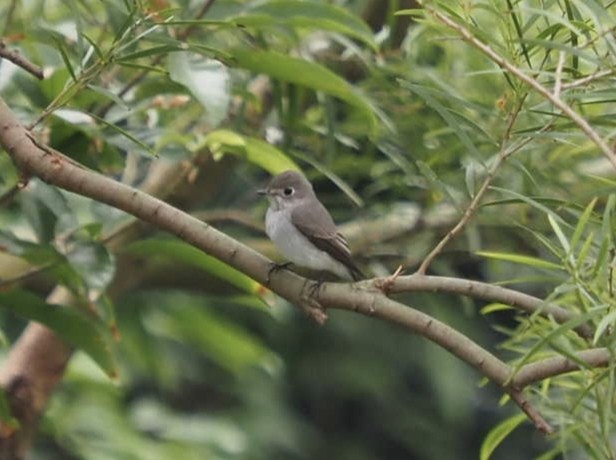 寬嘴鶲 - ML644576088