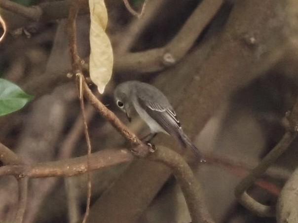 寬嘴鶲 - ML644576090