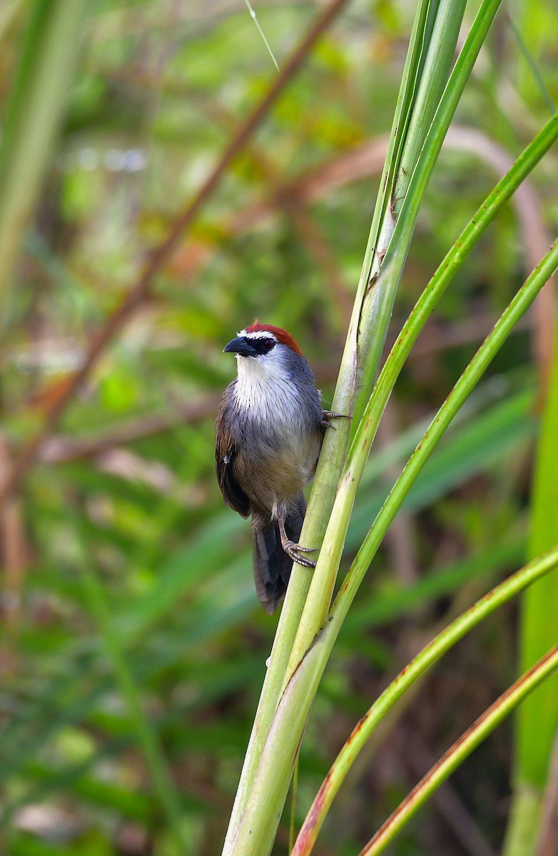 Chestnut-capped Babbler - ML644576091