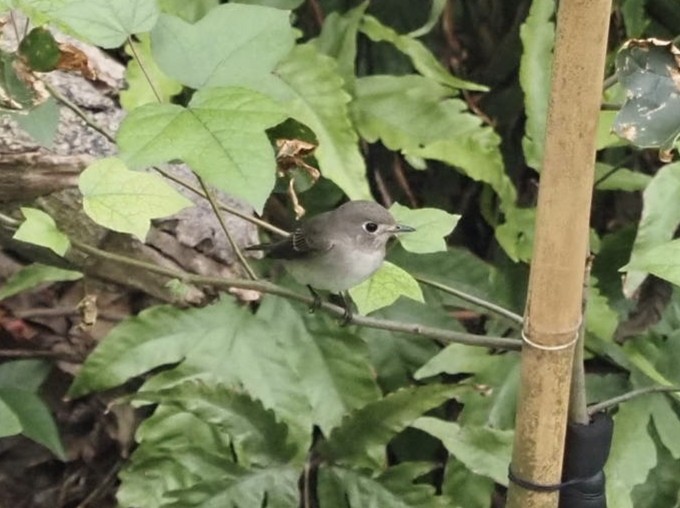 寬嘴鶲 - ML644576092