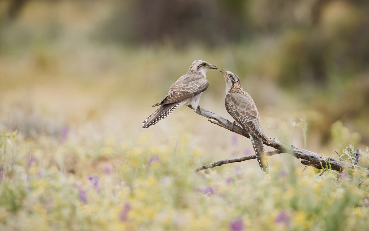 Pallid Cuckoo - ML644576093