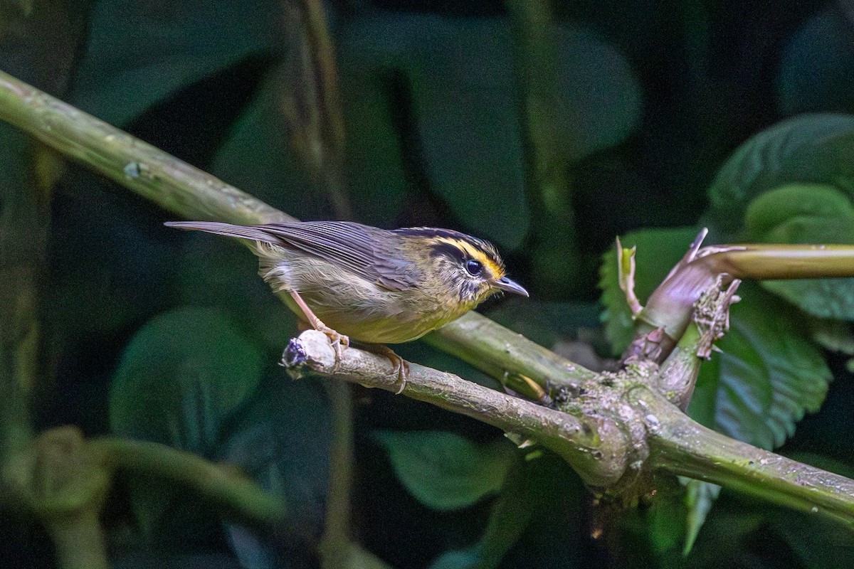 Yellow-throated Fulvetta - ML644576094
