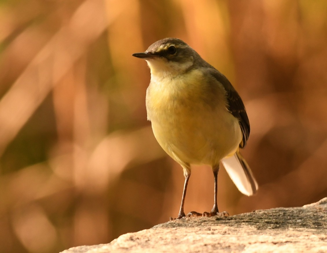 灰鶺鴒 - ML644576096