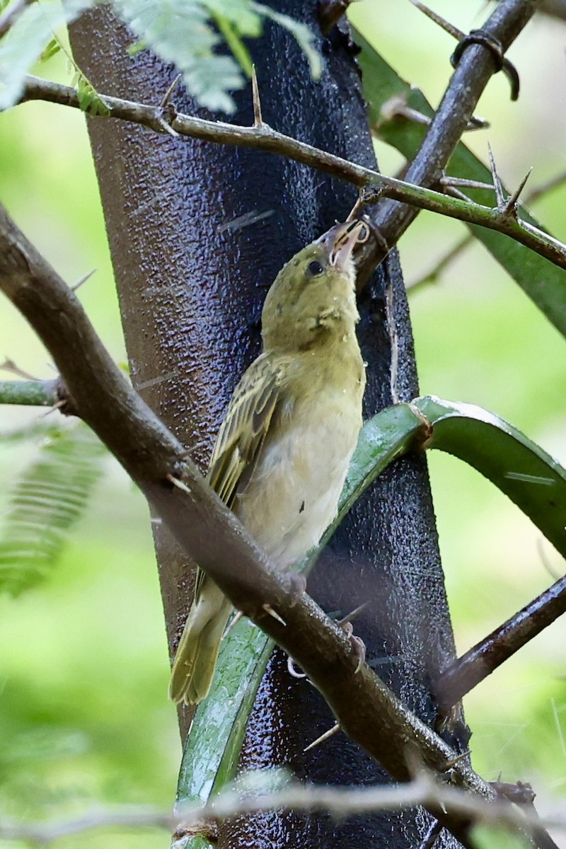 Rüppell's Weaver - ML644576097
