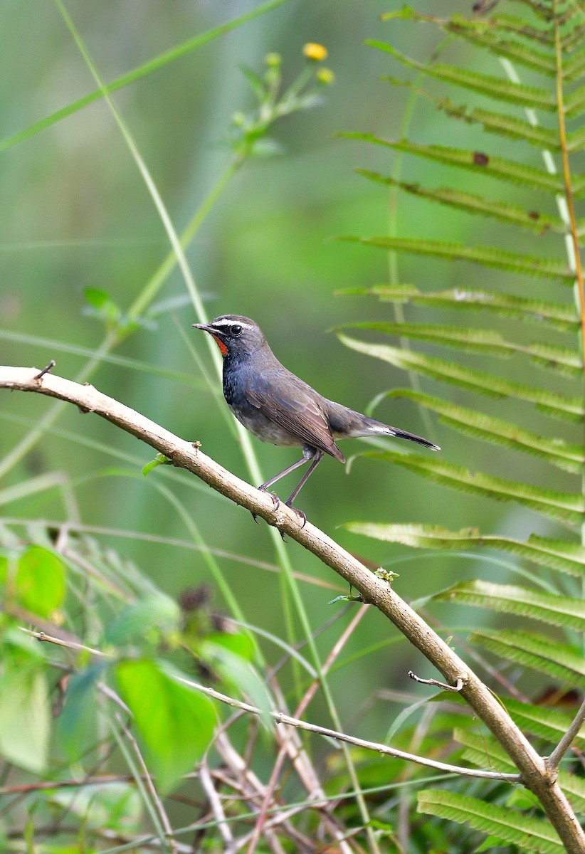 Himalayan Rubythroat - ML644576098