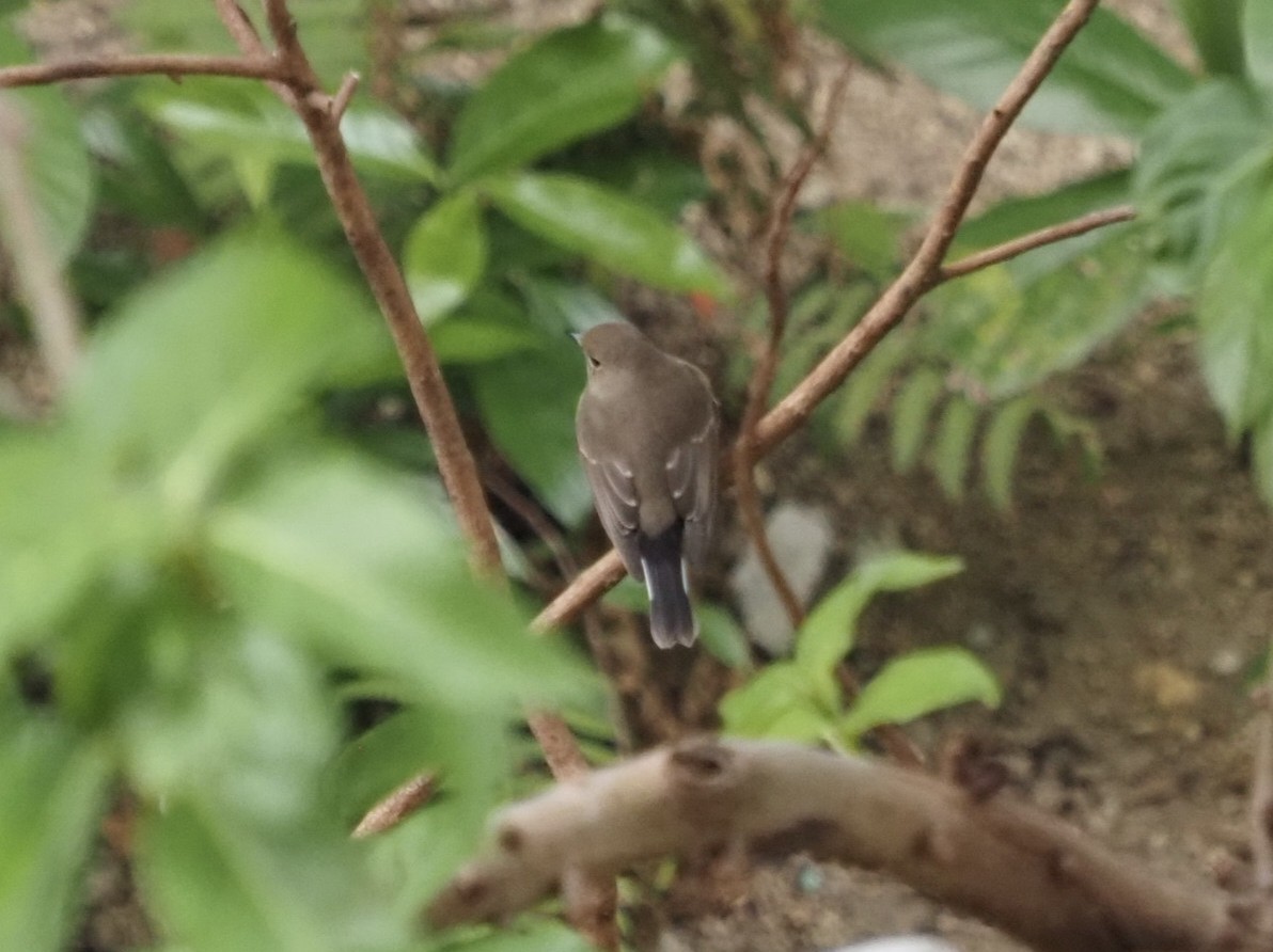 紅喉鶲 - ML644576099