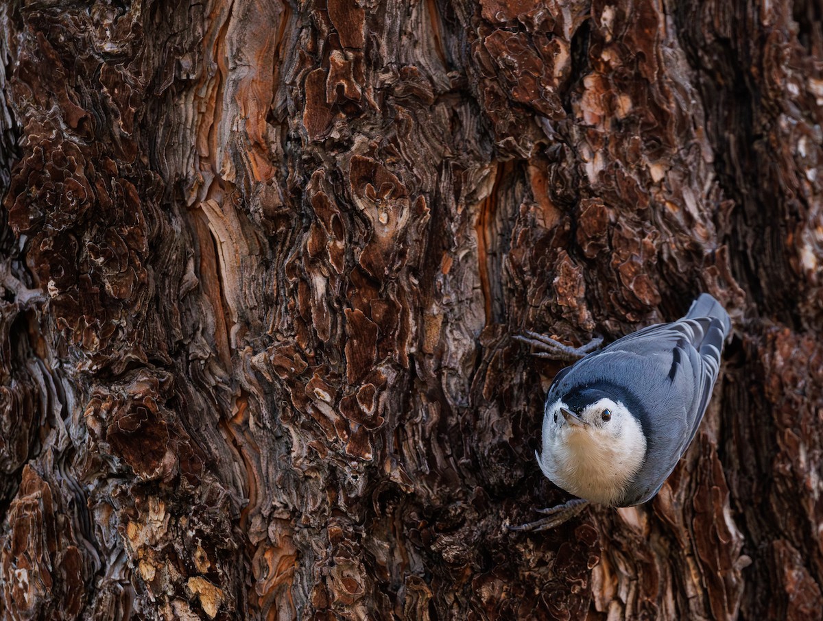 White-breasted Nuthatch - ML644576101