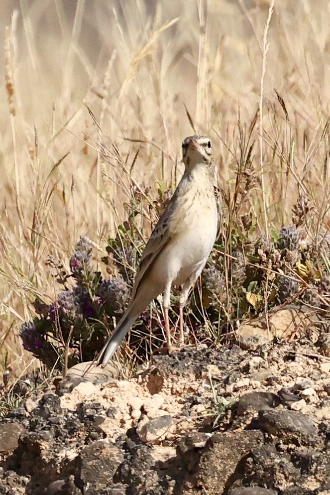 Long-billed Pipit - ML644576104