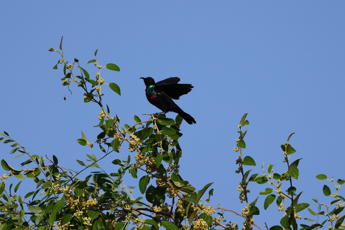 Arabian Sunbird - ML644576105