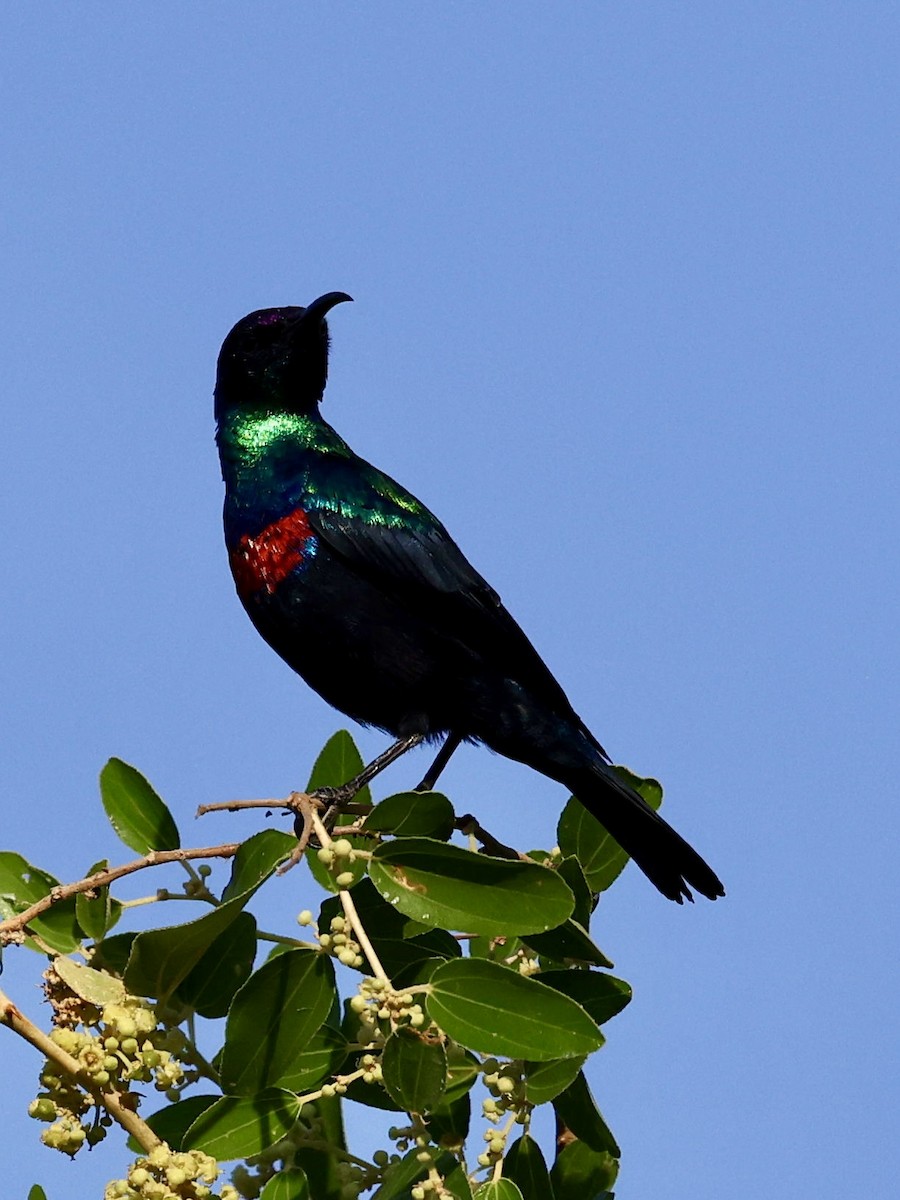 Arabian Sunbird - ML644576106