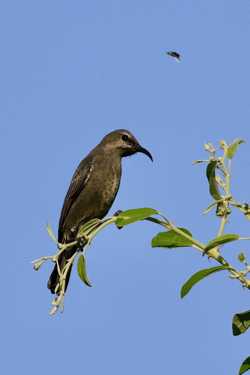 Arabian Sunbird - ML644576107