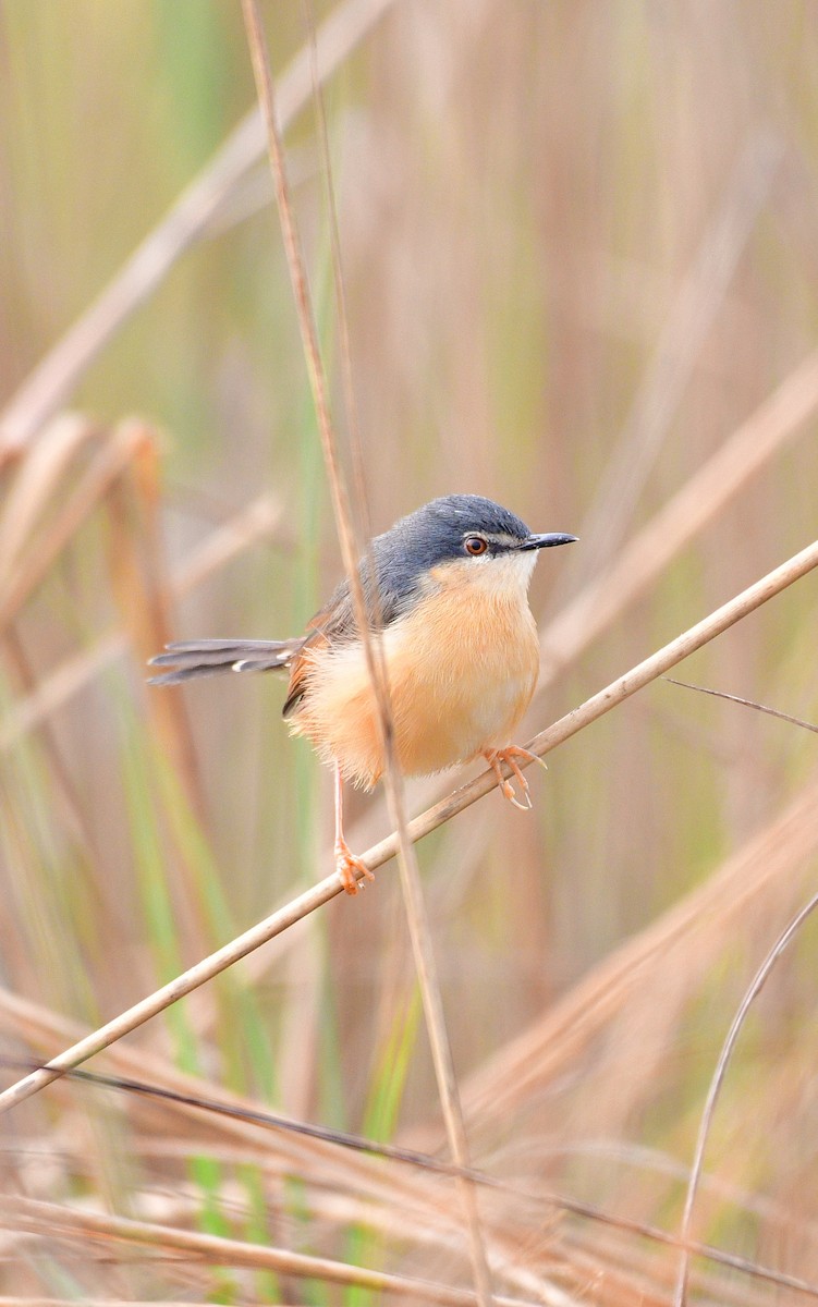 Ashy Prinia - ML644576108