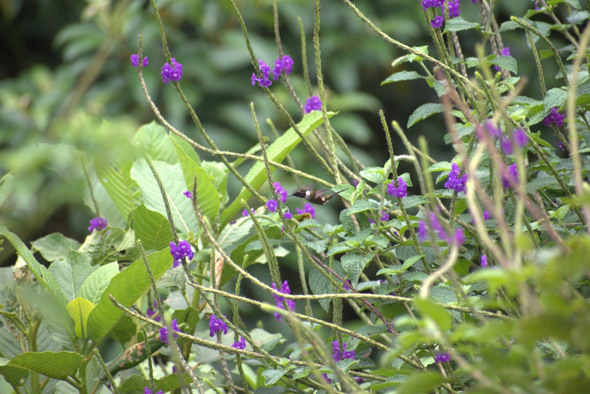 Magenta-throated Woodstar - ML644576110