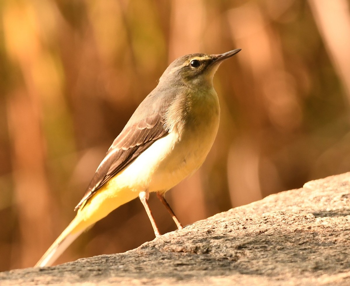 Gray Wagtail - ML644576111