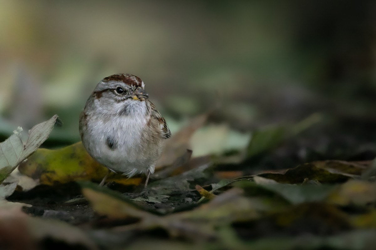 Bruant hudsonien - ML644576114