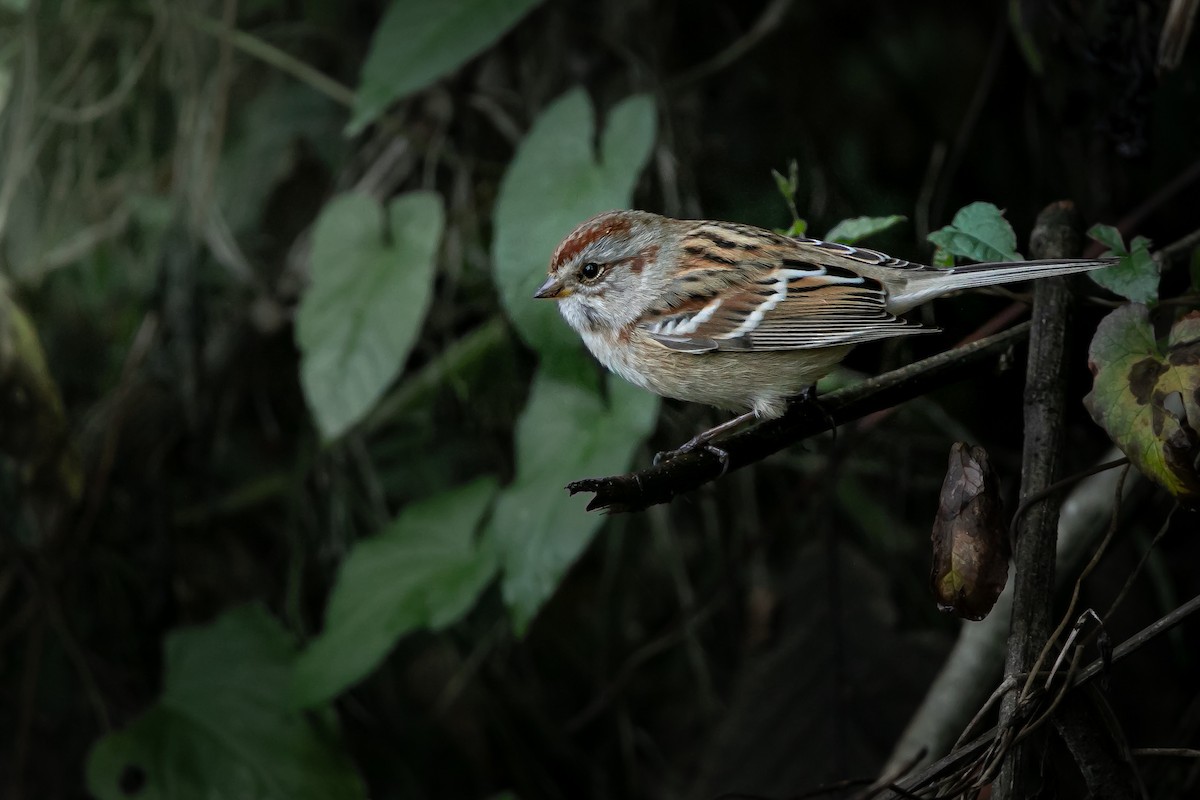 Bruant hudsonien - ML644576118