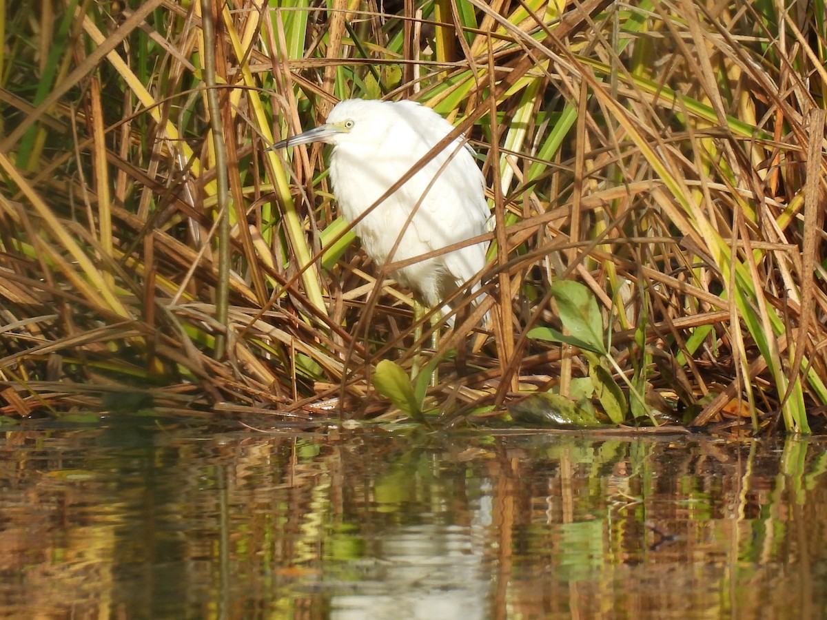 Garceta Azul - ML644576127