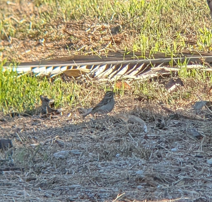 Bruant des plaines - ML644576128