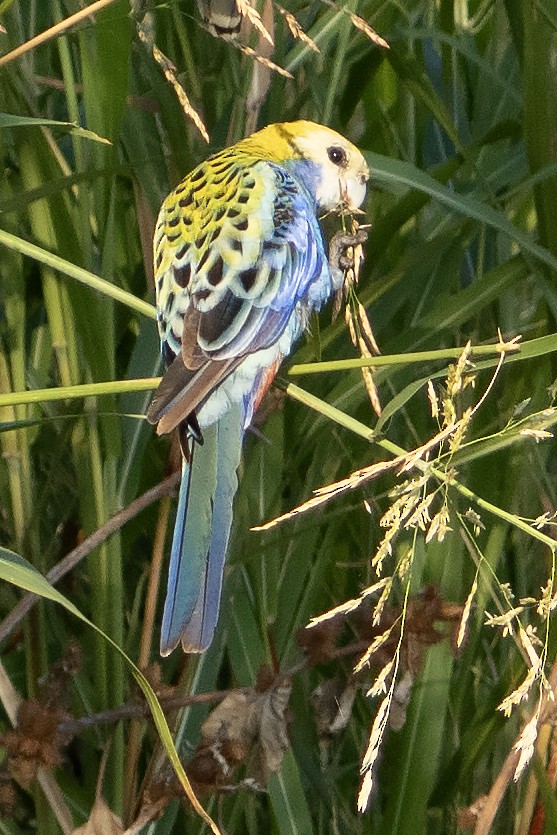 ホオアオサメクサインコ - ML644576129