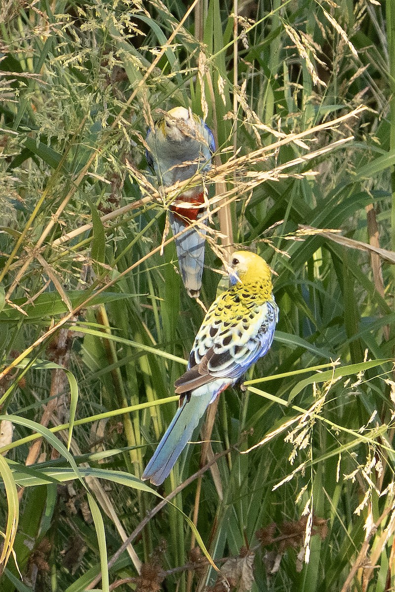 ホオアオサメクサインコ - ML644576130