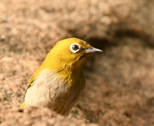 Indian White-eye - ML644576133