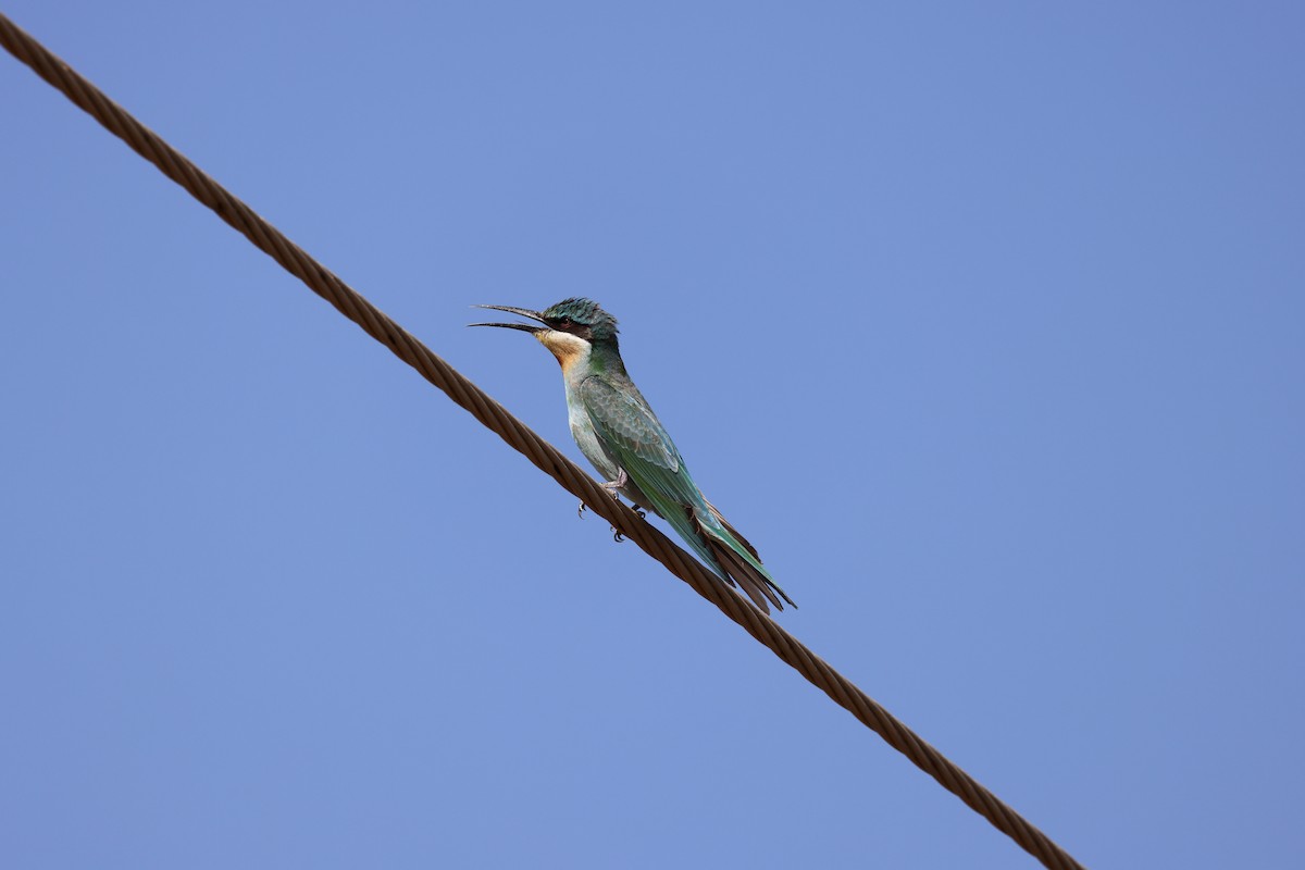 Blue-cheeked Bee-eater - ML644576138