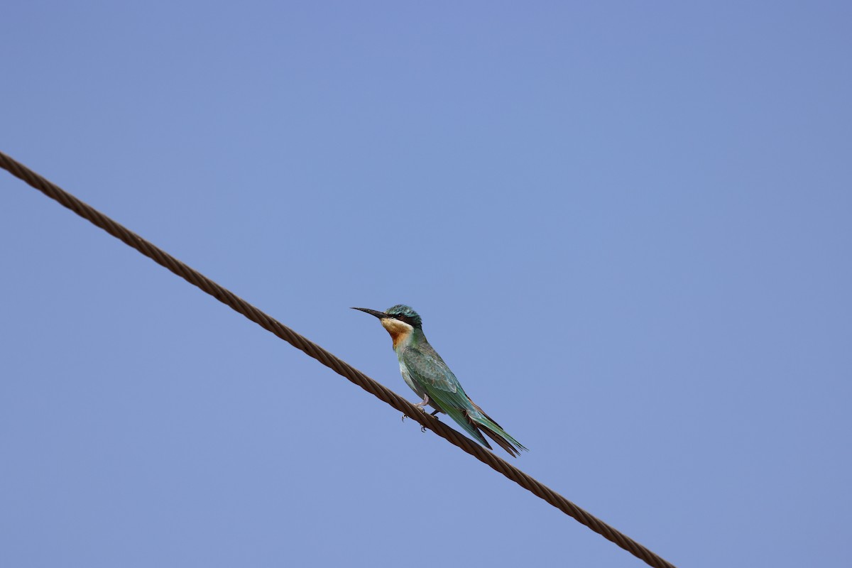 Blue-cheeked Bee-eater - ML644576139