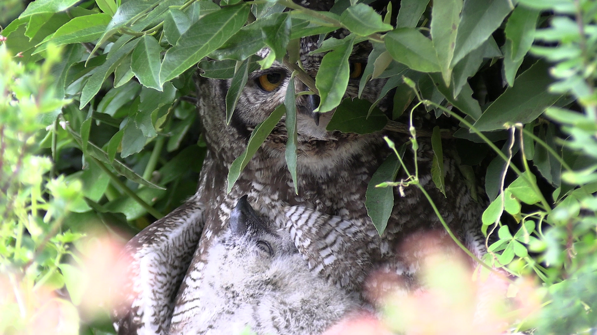 Spotted Eagle-Owl - ML644576142