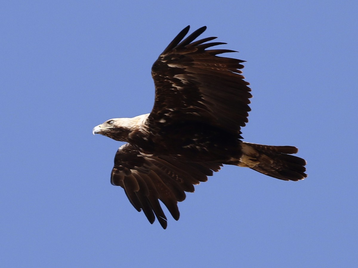 Eguzki-arrano eurasiarra - ML644576143