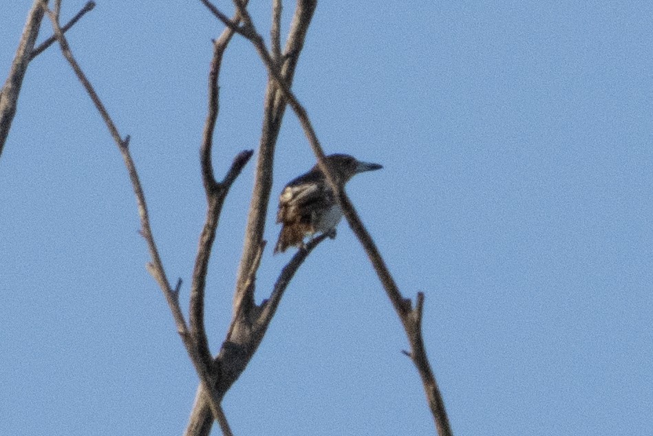 sangslakterfugl - ML644576144