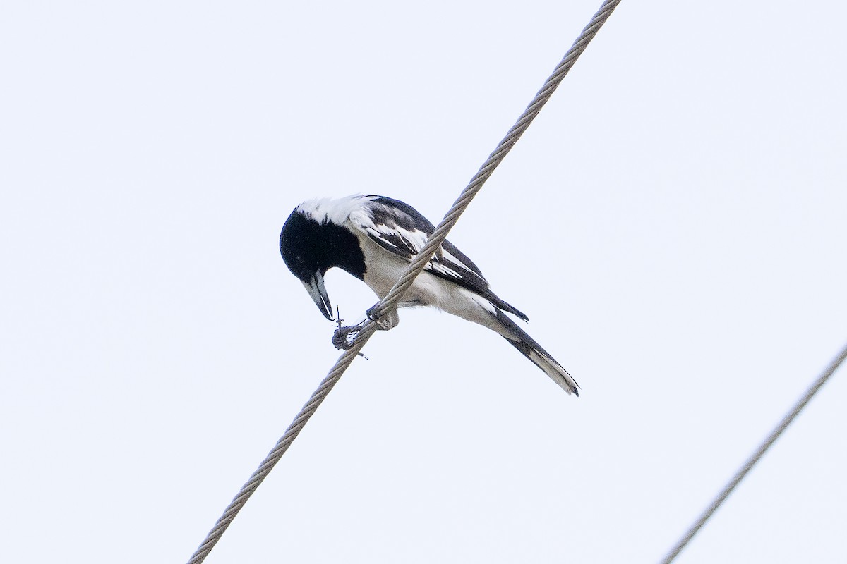 sangslakterfugl - ML644576145