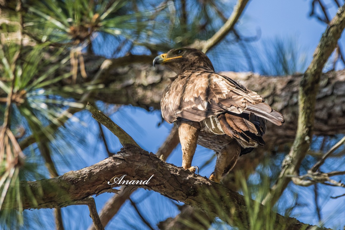 Орел степовий - ML644576146