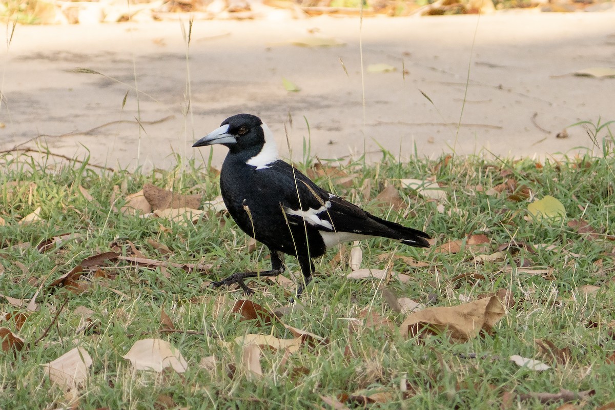 カササギフエガラス - ML644576147