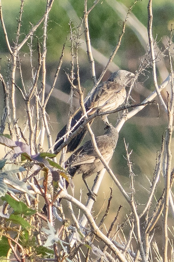 ハイイロツチスドリ - ML644576148