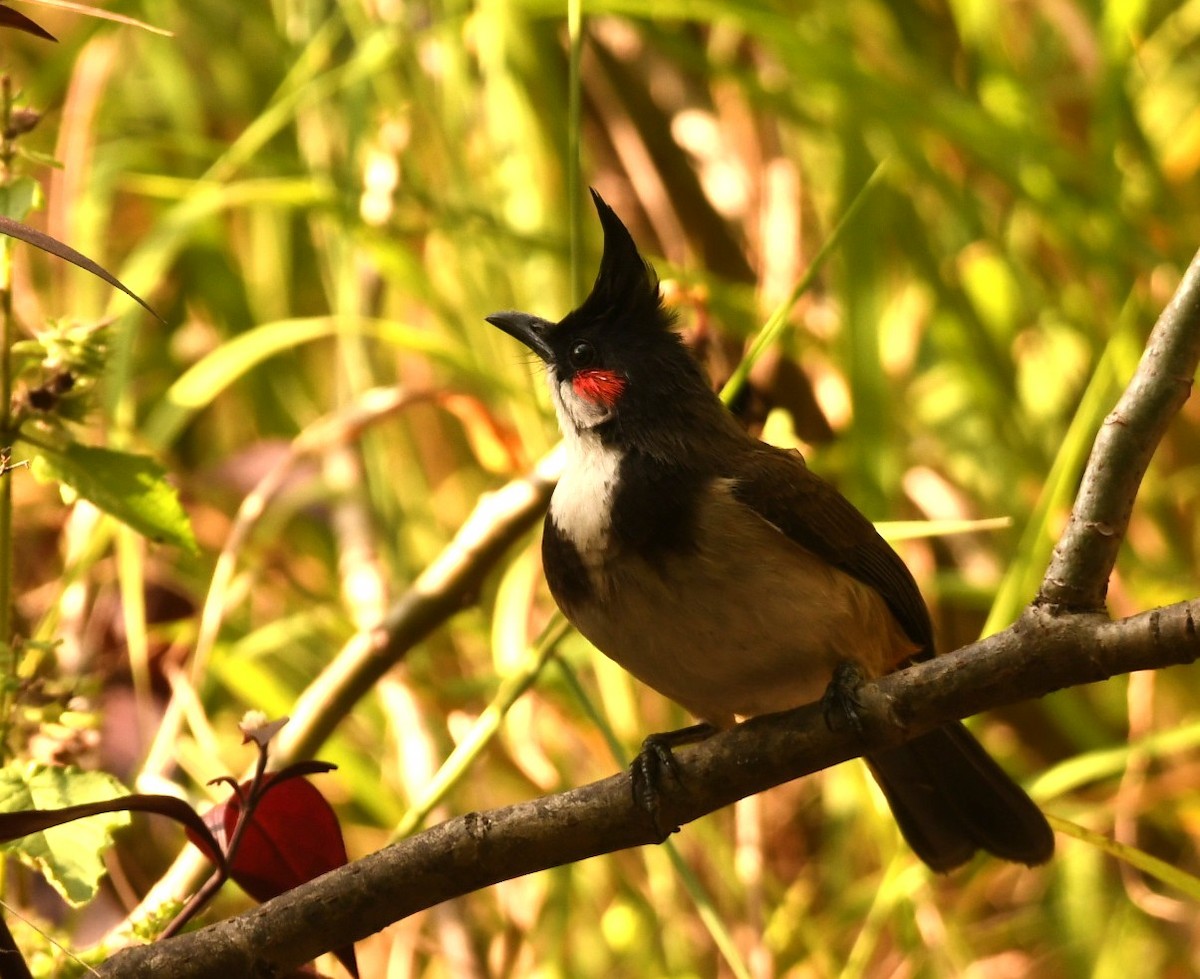 Red-whiskered Bulbul - ML644576150