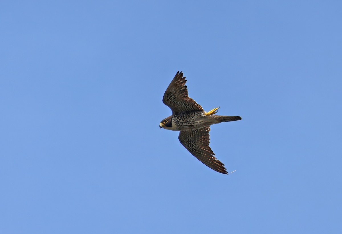 Peregrine Falcon - ML644576151