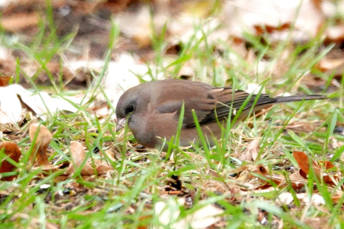 Dark-eyed Junco (Pink-sided) - ML644576156