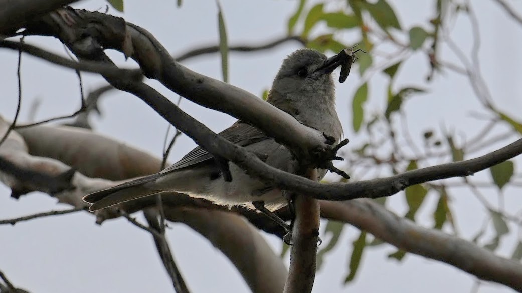 Gri Islıkçıardıç - ML644576159