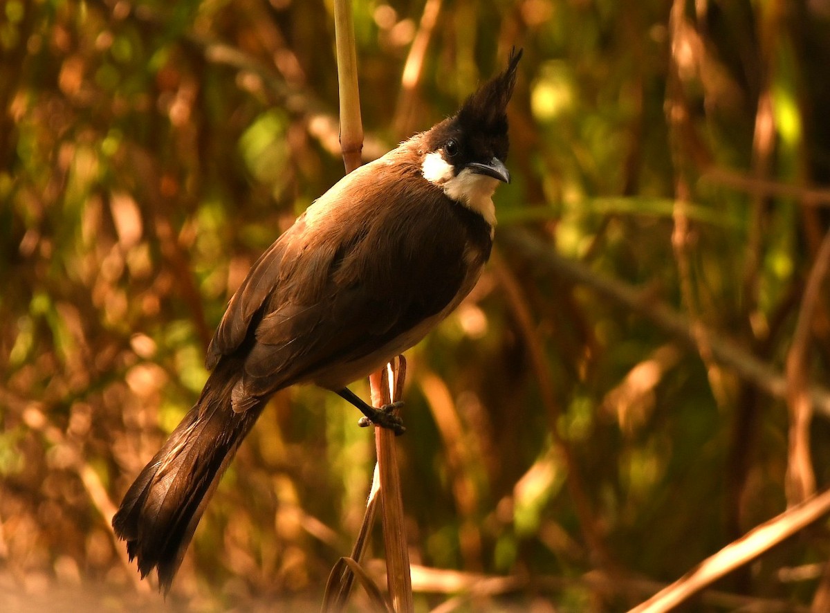 Red-whiskered Bulbul - ML644576161