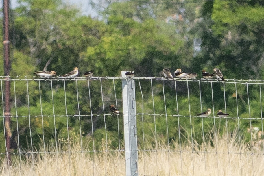 ズアカガケツバメ - ML644576165