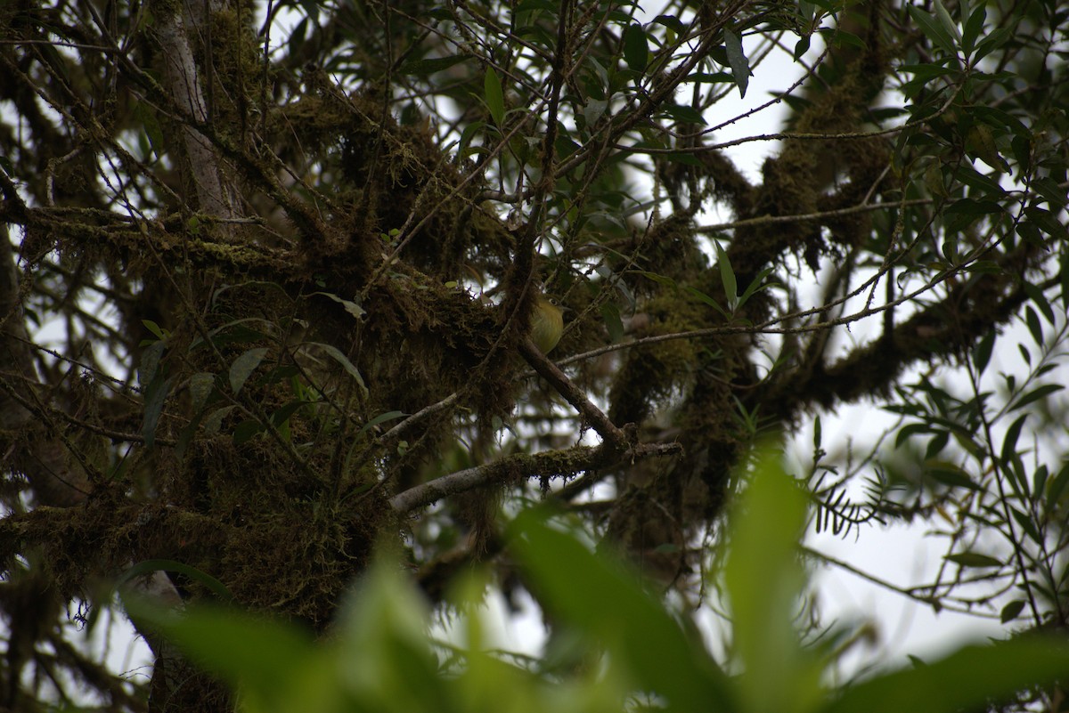 Yellowish Flycatcher - ML644576166